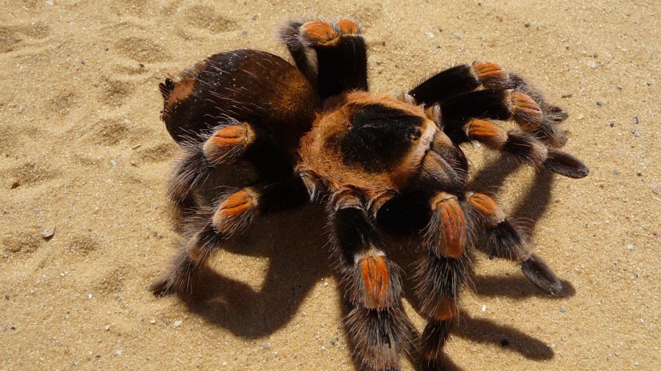 sklípkan druhu Brachypelma smithi
